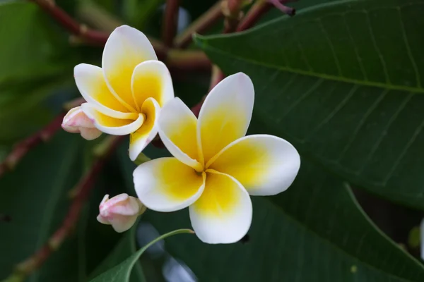 Weiße Frangipani tropische Blume, blühende Plumeria Blume — Stockfoto