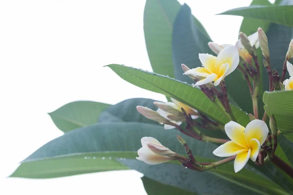 Белый frangipani plumeria тропический цветок с капли воды — стоковое фото