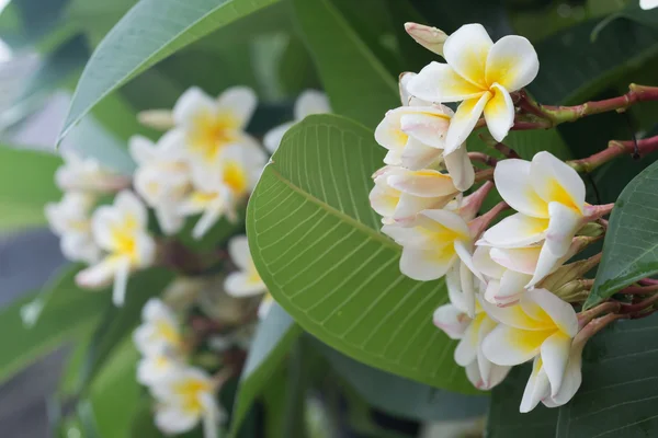 White frangipani plumeria tropical flower with water drops — Stock Photo, Image