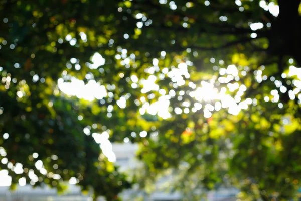 Luz del sol a través de las hojas en el árbol, imagen borrosa fondo bokeh —  Fotos de Stock