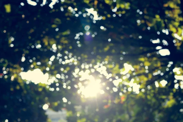 sunlight through leaves on tree, image blur bokeh background