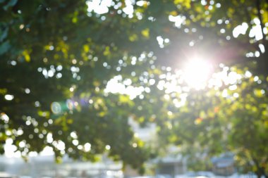 ağaç yaprakları ile güneş ışığı, görüntü bulanıklığı bokeh arka plan