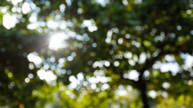 ağaç yaprakları ile güneş ışığı, görüntü bulanıklığı bokeh arka plan