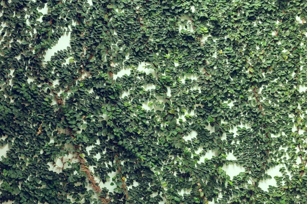 Vit mortel vägg täckt med grön naturliga ivy, design av hem — Stockfoto