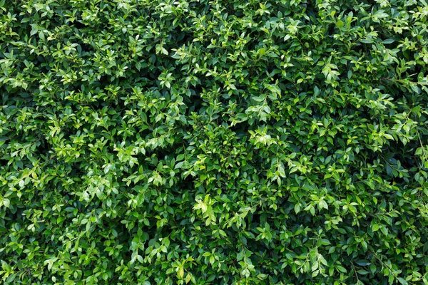 Fondo natural, árbol de hojas verdes con gotas de rocío de agua — Foto de Stock