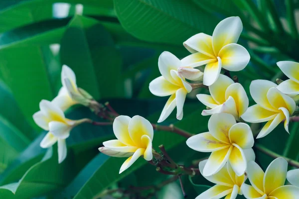 Bílými plumériemi tropická květina, plumeria kvetení — Stock fotografie