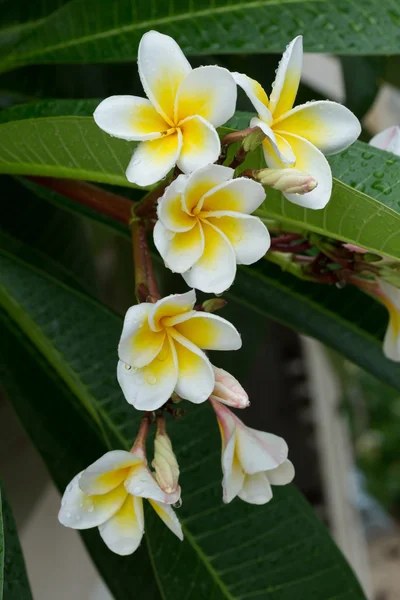 Plumeria frangipani branco flor tropical com gotas de água — Fotografia de Stock