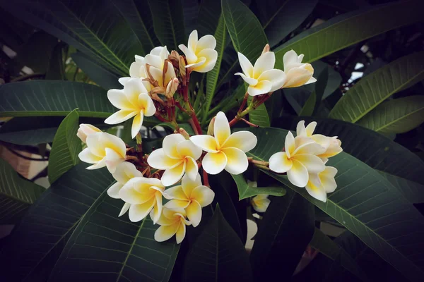 Fiore tropicale frangipani bianco, fiore di plumeria fioritura fresca — Foto Stock