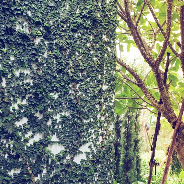 Weiße Mörtelwand mit grünem, natürlichem Efeu bedeckt, Wohndesign — Stockfoto