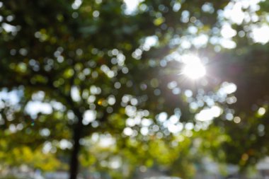 ağaç yaprakları ile güneş ışığı, görüntü bulanıklığı bokeh arka plan