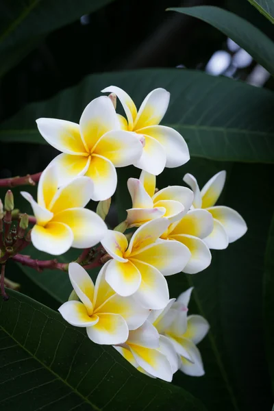 Flor tropical de frangipani blanco, flor de plumeria que florece —  Fotos de Stock