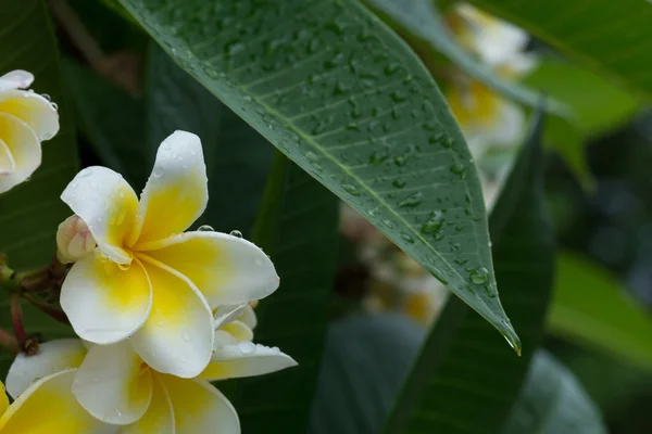 Beyaz frangipani plumeria tropikal çiçek su ile damla — Stok fotoğraf