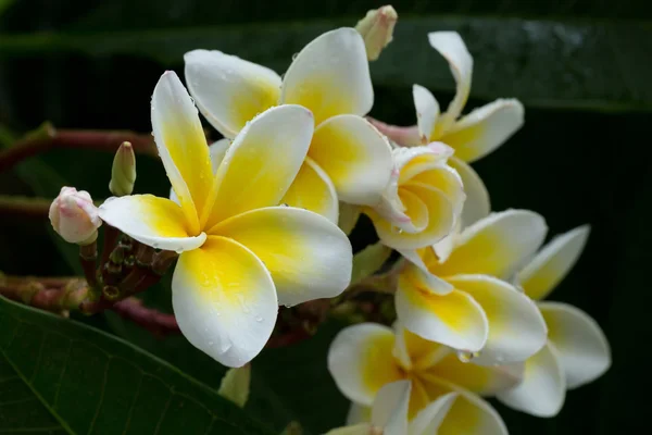 Witte frangipani plumeria tropische bloem met water drops — Stockfoto