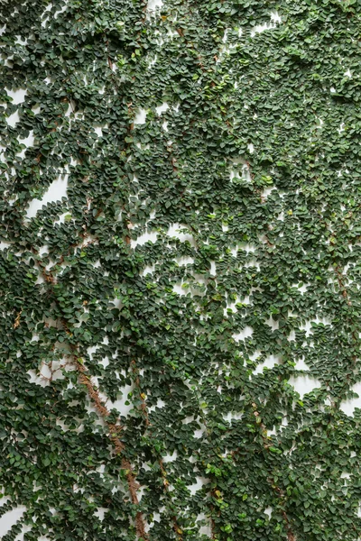 White mortar wall covered with green natural ivy, design of home — Stock Photo, Image