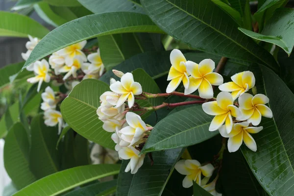 Weiße Frangipani plumeria tropische Blume mit Wassertropfen — Stockfoto