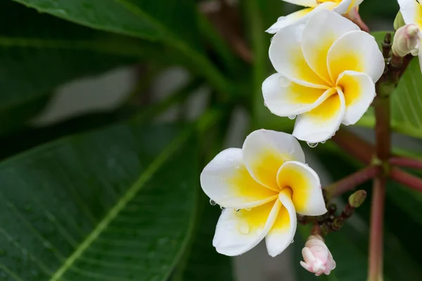 Blanco frangipani plumeria flor tropical con gotas de agua — Foto de Stock