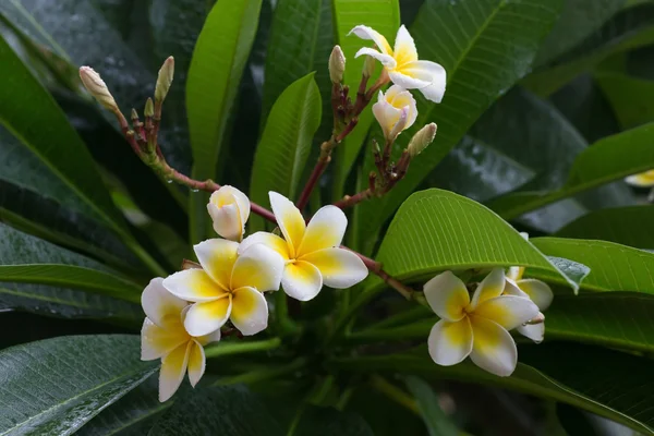 Weiße Frangipani plumeria tropische Blume mit Wassertropfen — Stockfoto