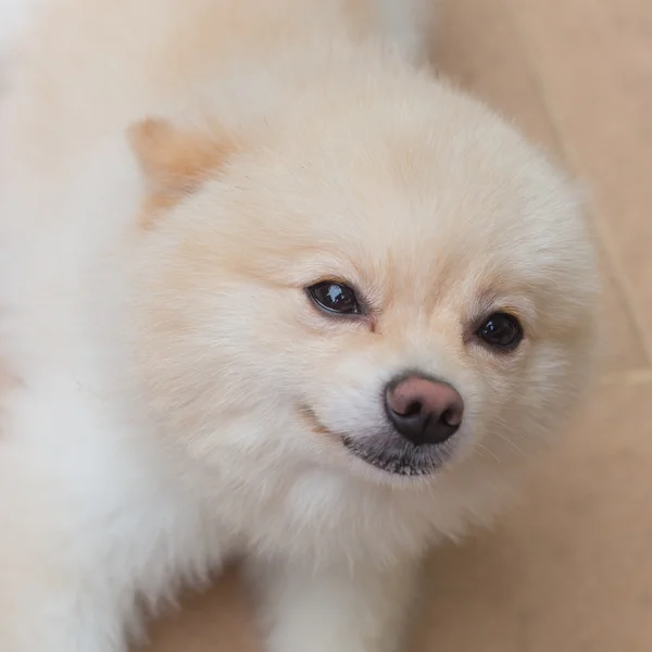 Pomeranian pequeno cão bonito animais de estimação amigável em casa — Fotografia de Stock