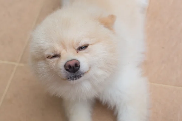 Pomeranian pequeño perro lindo mascotas friendly en casa — Foto de Stock