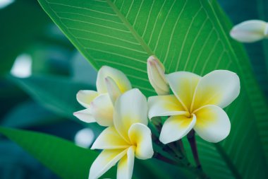 Beyaz frangipani tropikal çiçek, çiçek açan plumeria çiçek