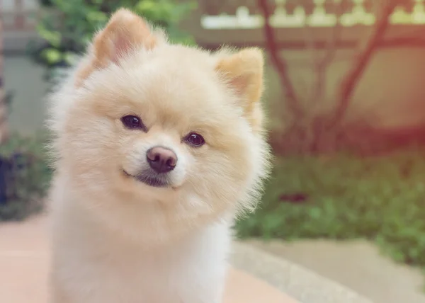 Pomeranian pequeño perro lindo mascotas friendly en casa —  Fotos de Stock