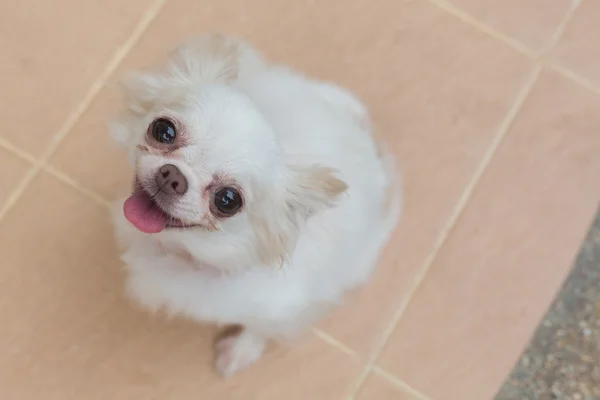 Chihuahua pequeño perro feliz sonrisa — Foto de Stock