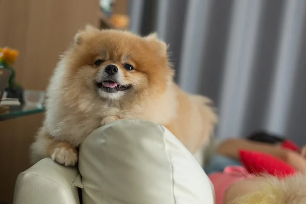 Pomeranian pequeno cão bonito animais de estimação amigável em casa — Fotografia de Stock