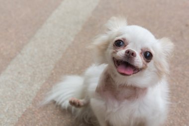 Chihuahua küçük köpek mutlu gülümseme