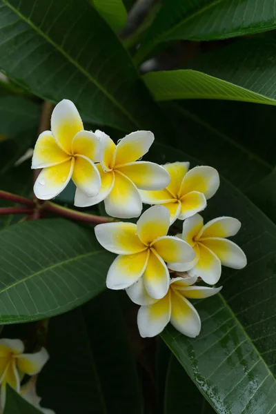 Blanco frangipani plumeria flor tropical con gotas de agua —  Fotos de Stock