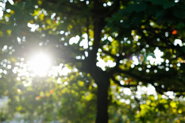 sunlight through leaves on tree, image blur bokeh background