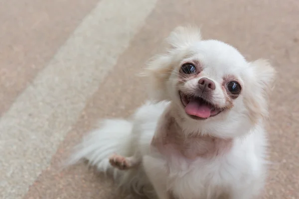 Chihuahua piccolo cane sorriso felice — Foto Stock