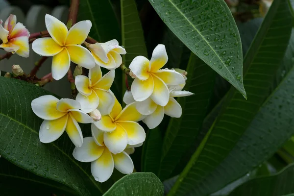 White frangipani plumeria tropical flower with water drops — Stock Photo, Image