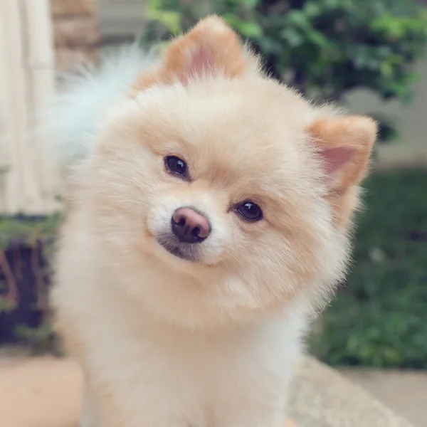 Pomeranian pequeno cão bonito animais de estimação amigável em casa — Fotografia de Stock