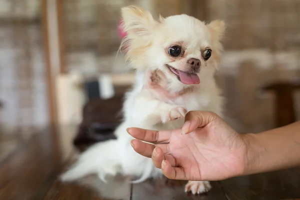 Чихуахуа маленький собака щаслива посмішка, домашня тварина поранена на шиї — стокове фото