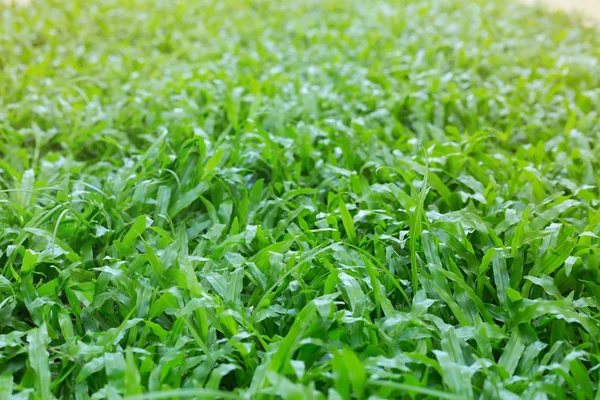 Erba verde tappeto erboso giardino al mattino — Foto Stock