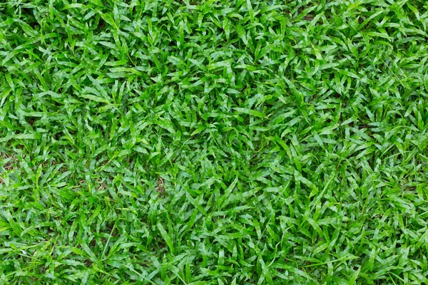 Green grass turf — Stock Photo, Image