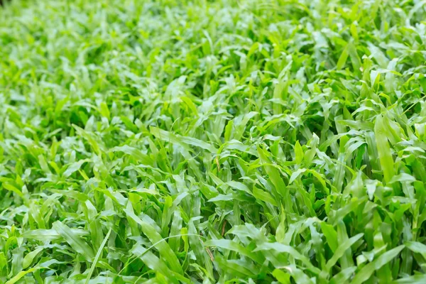 Relva verde jardim de grama de manhã — Fotografia de Stock