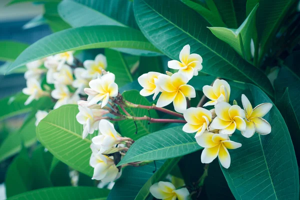 Beyaz frangipani tropikal çiçek, çiçek açan plumeria çiçek — Stok fotoğraf