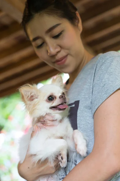 치와와 작은 개 행복 한 미소, 애완 동물 목에 상처를 입었다 — 스톡 사진