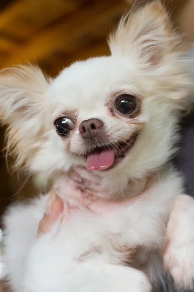 Chihuahua pequeno cão sorriso feliz, animal de estimação ferido no pescoço — Fotografia de Stock