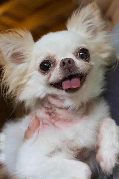 Chihuahua liten hund lyckligt leende, sällskapsdjur sårade på hals — Stockfoto