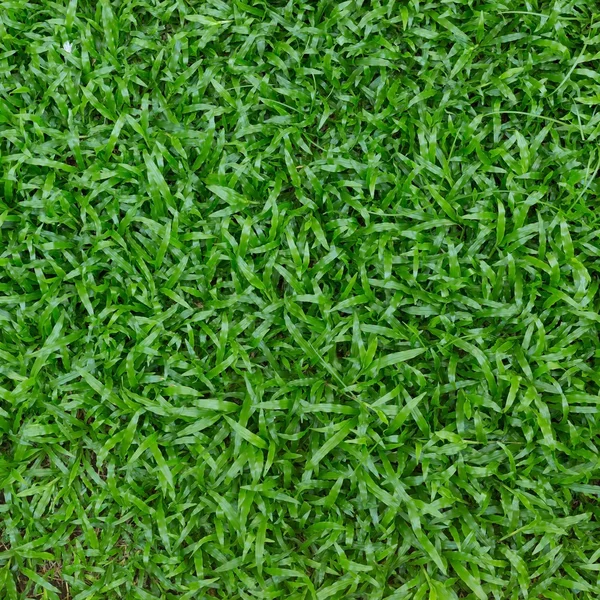 Erba verde tappeto erboso — Foto Stock