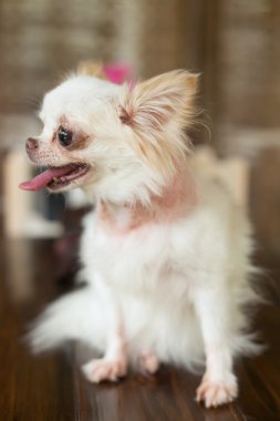 Boynunda yaralı chihuahua küçük köpek mutlu gülümseme, evde beslenen hayvan