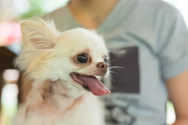 Chihuahua piccolo cane sorriso felice, animale domestico ferito sul collo — Foto Stock