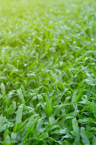 Erba verde tappeto erboso giardino al mattino — Foto Stock