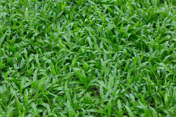 Саду зеленої трави вранці — стокове фото