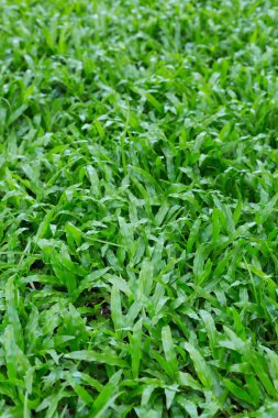 yeşil çim çim Bahçe sabah