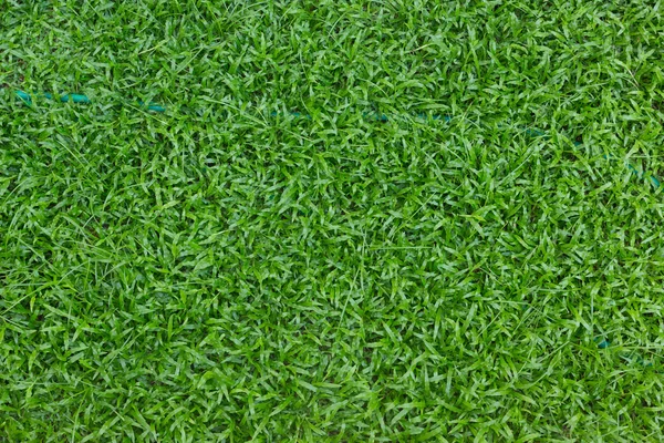 Green grass turf — Stock Photo, Image