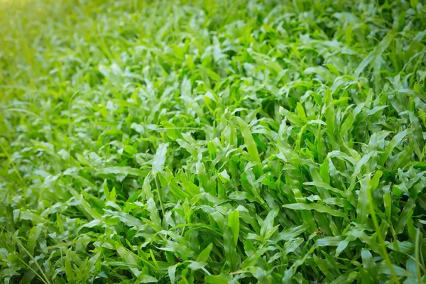Πράσινο γρασίδι χλοοτάπητα στον κήπο πρωί — Φωτογραφία Αρχείου