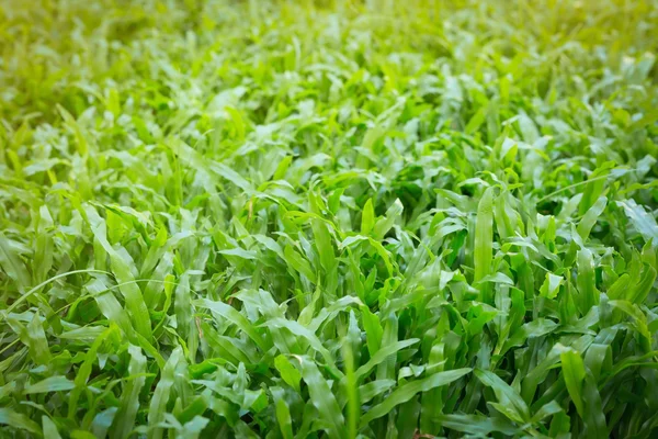 Grünes Gras Rasengarten am Morgen — Stockfoto